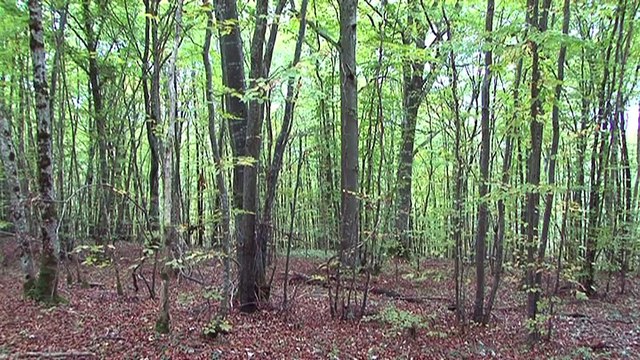 Les sols levier considérable dans l'atténuation du changement climatique