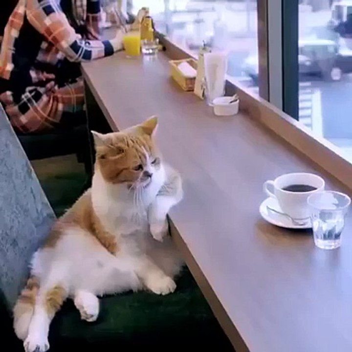 Serious Cat