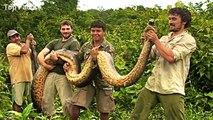 The Biggest Snake in the World - Giant Anaconda Ever Captured