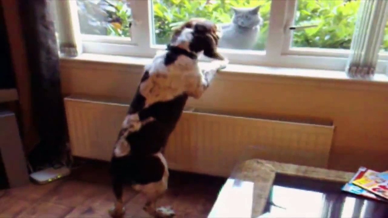 Dog vs Cat Funny Compilations