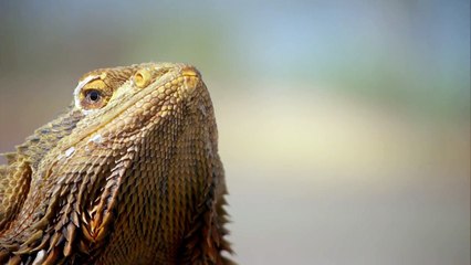 Episode Season Videos Dailymotion