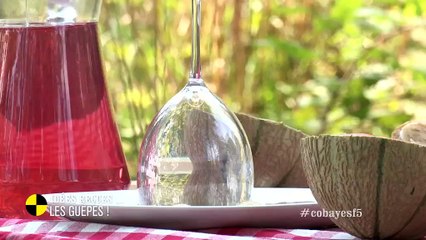 EM 151 Idées reçues: les guêpes !