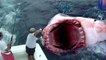 Гигантскую большую белую акулу сожрал загадочный монстр