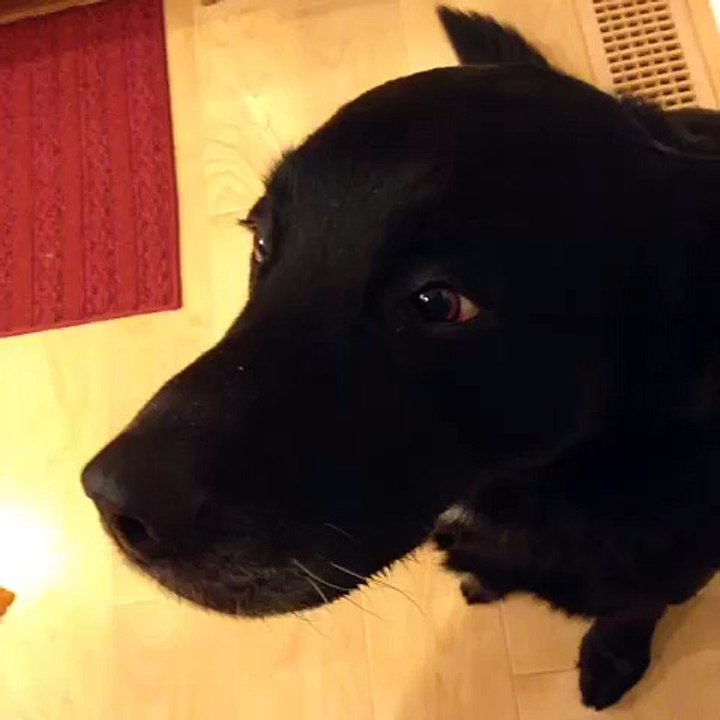 Slowly insert treat here!