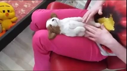 You Won't Stop Watching This Cute Little Puppy