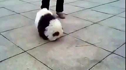 No this is not a panda! This is a dog! Unbelievable