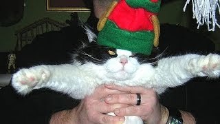 Cats just dont like Christmas Funny cat compilation