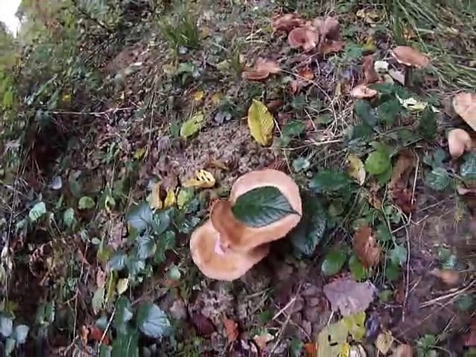 Petites découvertes en forêt