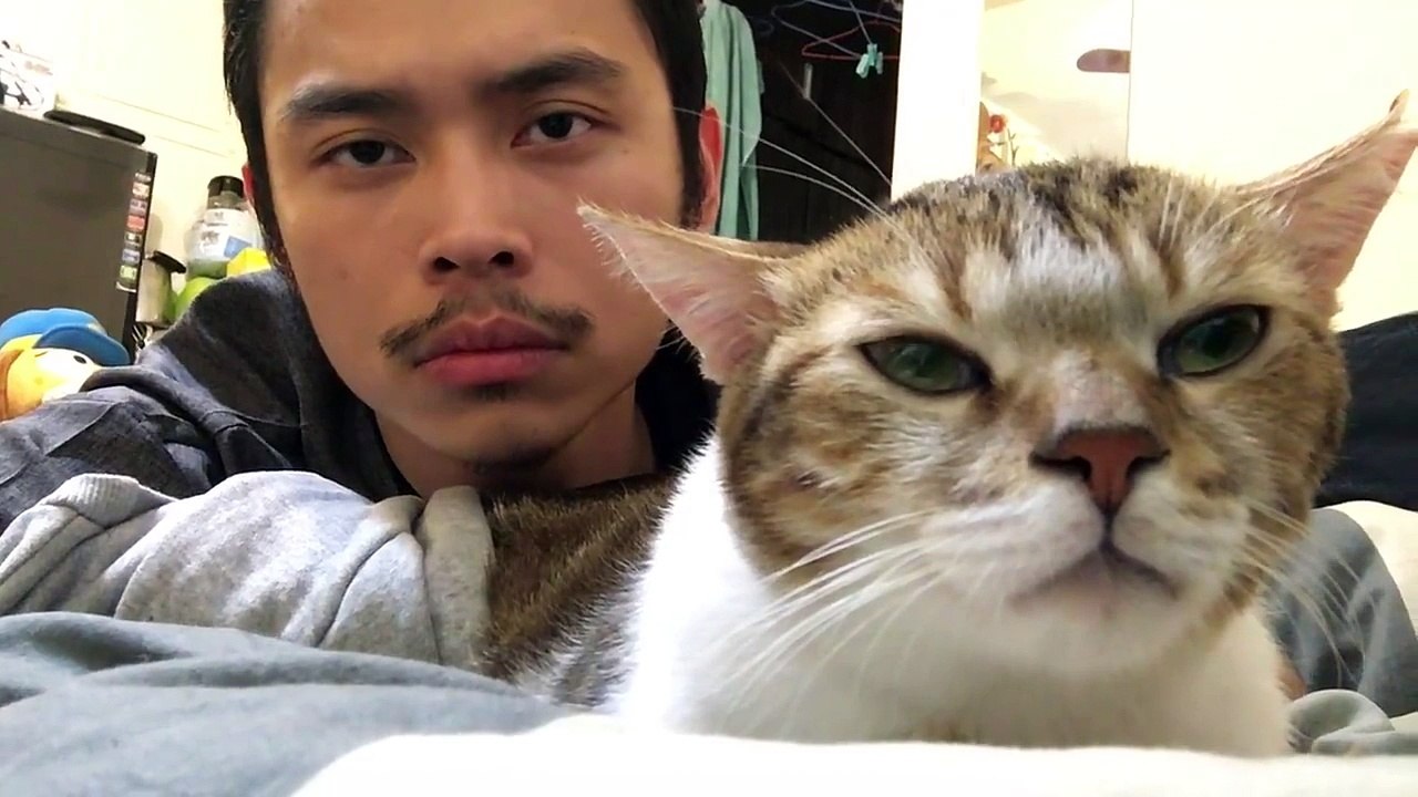 Swag cat... Adorable kitten! Funny face...