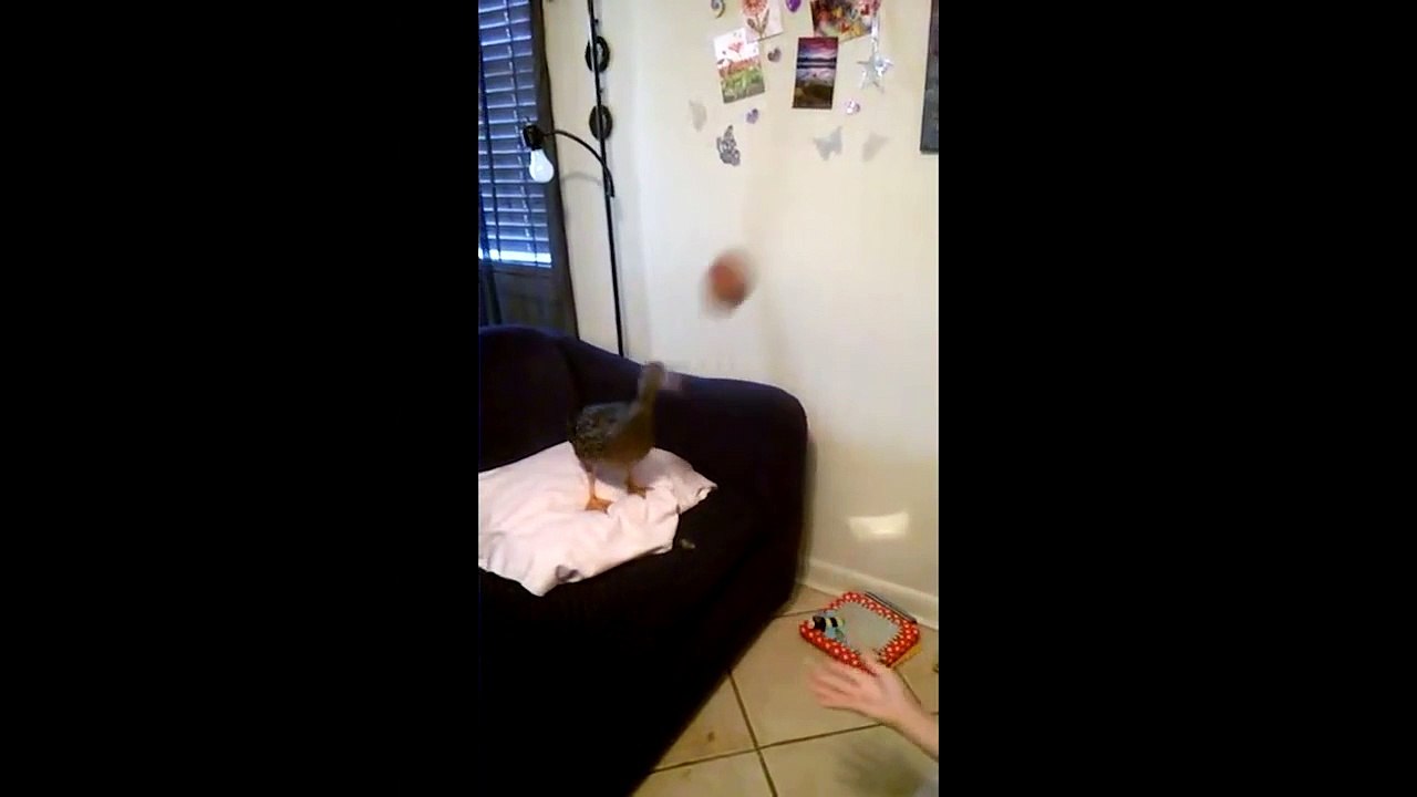 Une fille joue à la balle avec un canard
