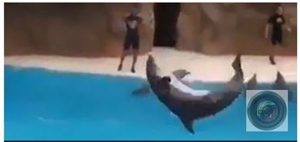 Dolphin Amazing Games (Mind Blowing) Best Video of entire Life