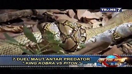 7 Duel Maut Antar Predator (Macan Vs Singa)