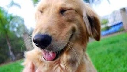 Funny Dogs Smiling Compilation 2014