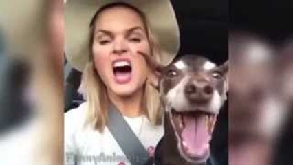 pet and animal vine compilation 2014 - funny animals