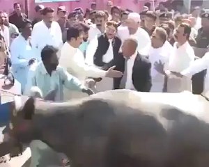 Must Watch Cow Attacked CM Sindh Qaim Ali Shah