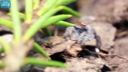 Cette araignée a l'air normale, mais tout change quand elle commence à bouger !