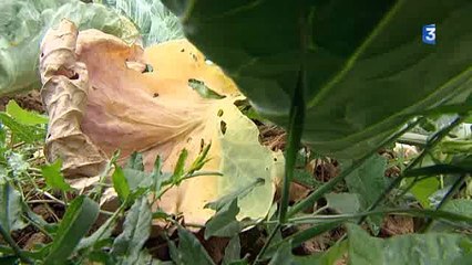 Conséquence de la sécheresse sur le chou à choucroute France 3 Alsace