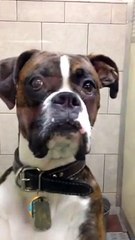 When you pick your dog up from the vet and he give that look you know you're in trouble..