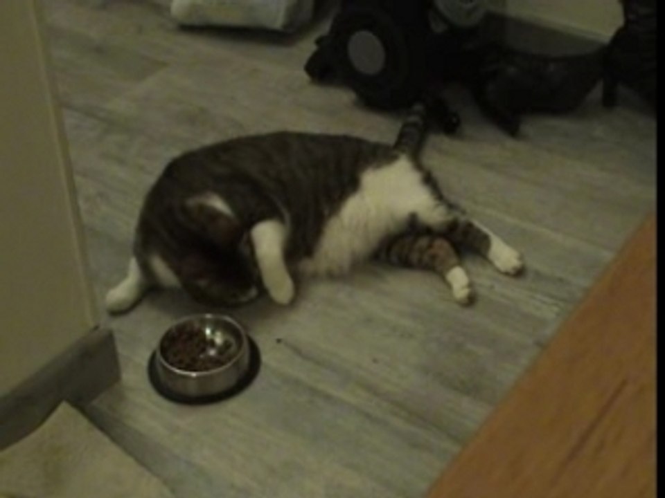 Nemo miam