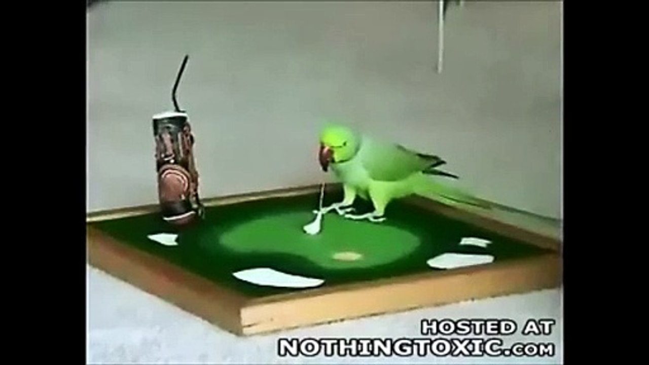 fofos e engraçados e amigos