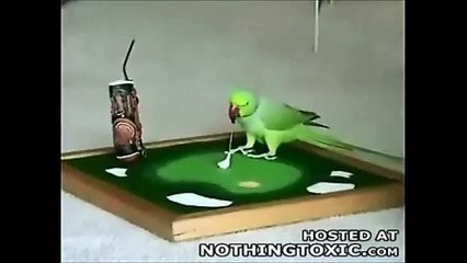 fofos e engraçados e amigos