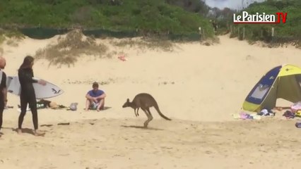 Australie : un kangourou s’amuse à la plage
