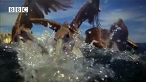 Incredible footage of pelicans diving Earthflight (Winged Planet)