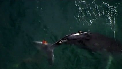 Un bébé baleine à bosse sauvé des filets antirequin au large de l'Australie