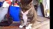 Funny Cat Videos | Cats Dancing To The Rhythm | Funny Naughty Cat | Funny Cat 2015