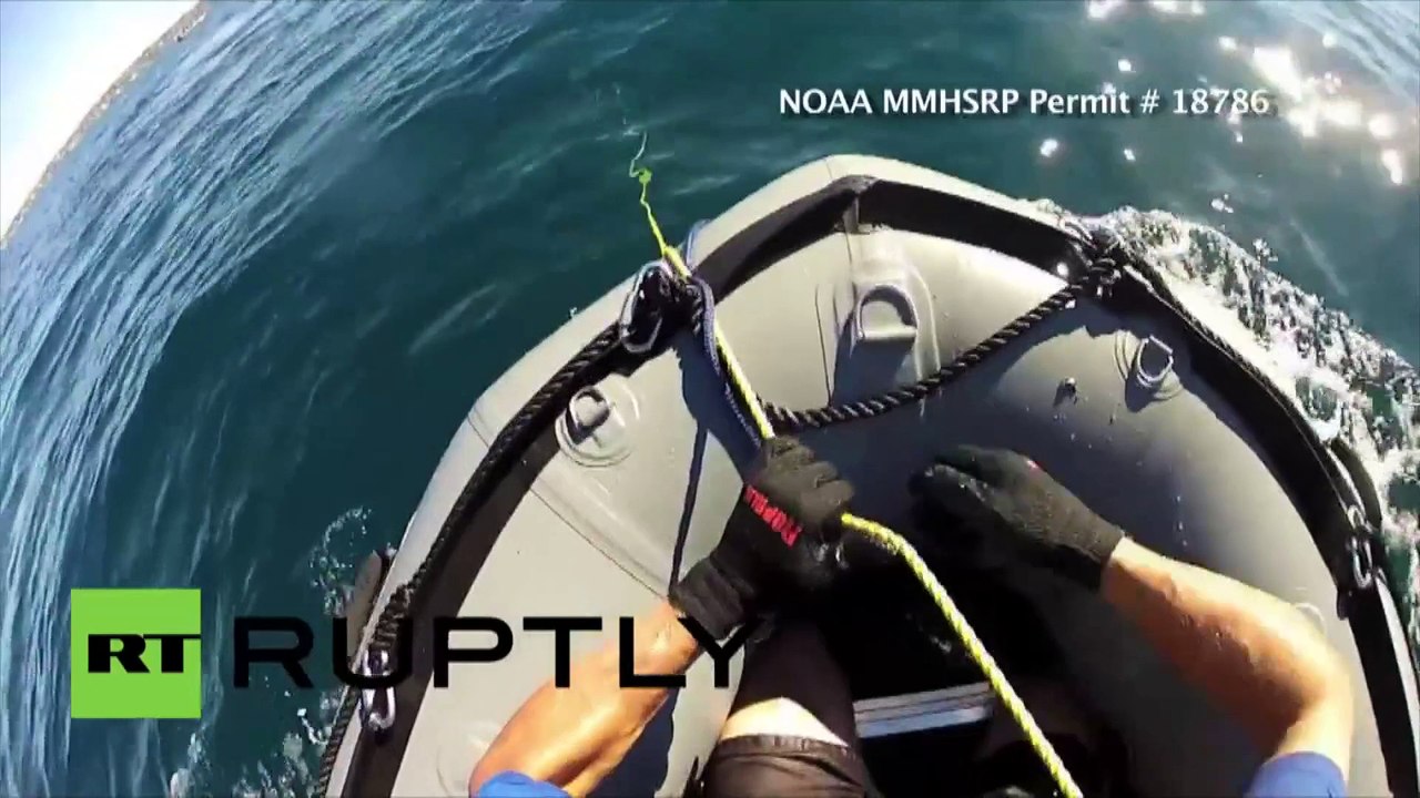 USA : des secouristes libèrent une baleine à bosse piégée dans un filet de pêche