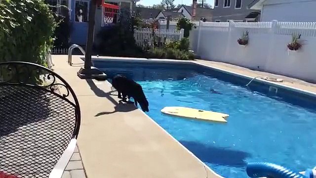 This dog can teach you a thing or two about bodyboarding