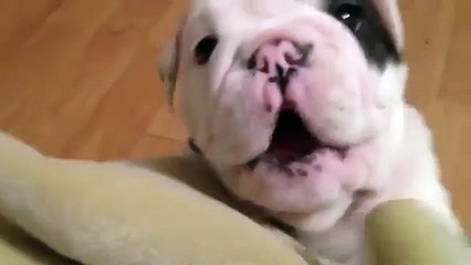 Puppy dog plays with owner and makes strange sounds
