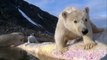 Polar Bear Spy on the Ice Highlight Reel