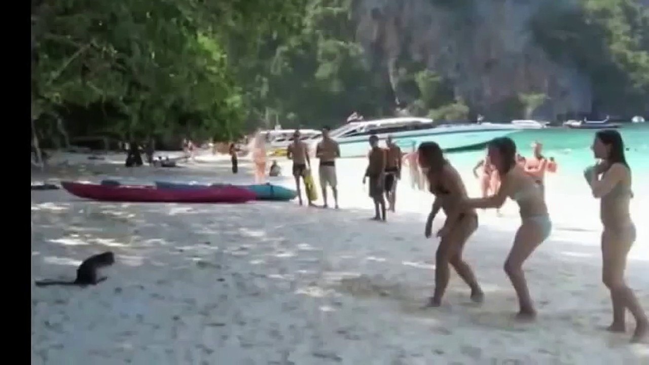Crazy funny monkey - Compilation