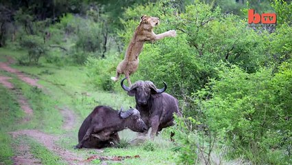 Flying Lion Buffalo Launches Predator Into The Air-copypasteads.com