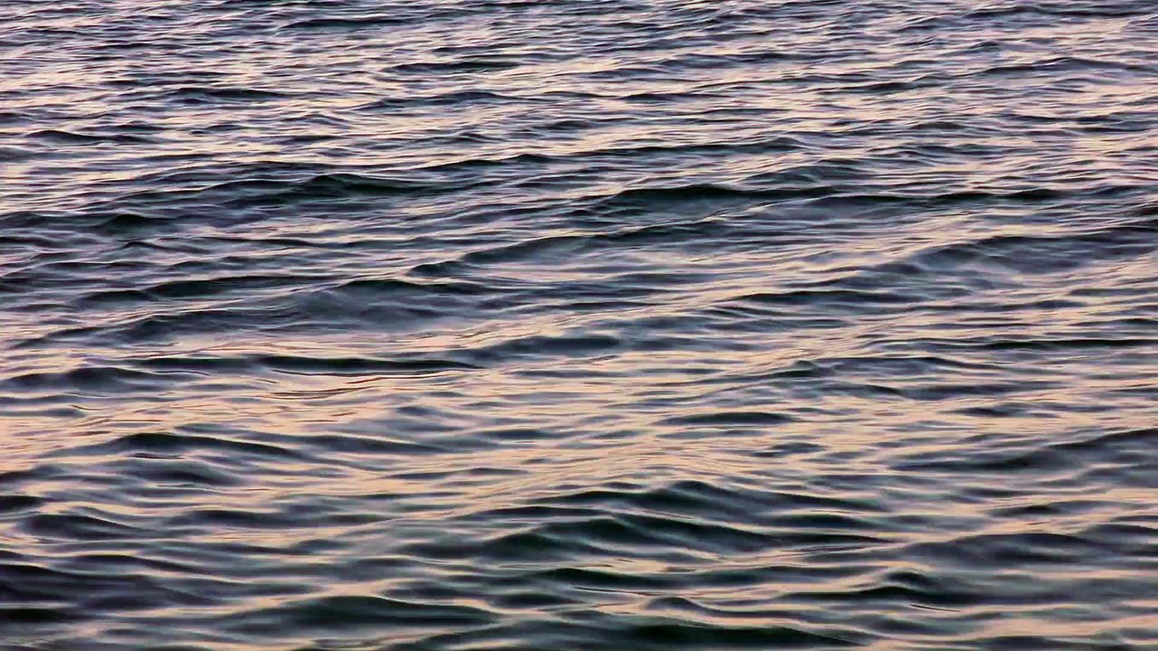 delfini