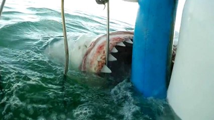 La vérité derrière les attaques de requins