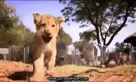 Lion Documentary 2015 | Hungry Lion Eats and Destroys Hyena | Nat Geo WILD