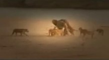 Lion Attacks Elephant - Lion Killing Elephant - Documentary Wildlife Animals [FULL EPİSODE]