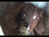 Mascali (CT) - Cavalli denutriti e sporchi in una stalla: 3 denunce (04.11.15)