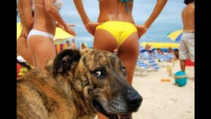 Sizzling Hot Photobombs XD