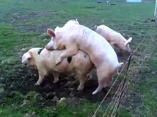 A shock in the nuts!! - Dailymotion Video