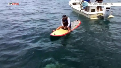 shark attacked the girl on beach