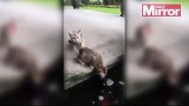 Curious Kitten gets Dragged by FISH into Pond | Kitten is Attacked by FISH (Video Raw)