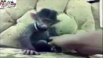 Amazing Funny Little Laughing Monkey Must See Video
