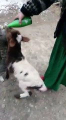 جدید دور کے جانور بھی اب ڈرنکس کے کتنے شیدائی ہیں ۔۔یہ ویڈیو دیکھیے