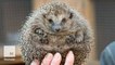 Why hedgehogs are under threat in the UK
