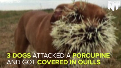 Three Dogs Badly Hurt By Porcupine Quills