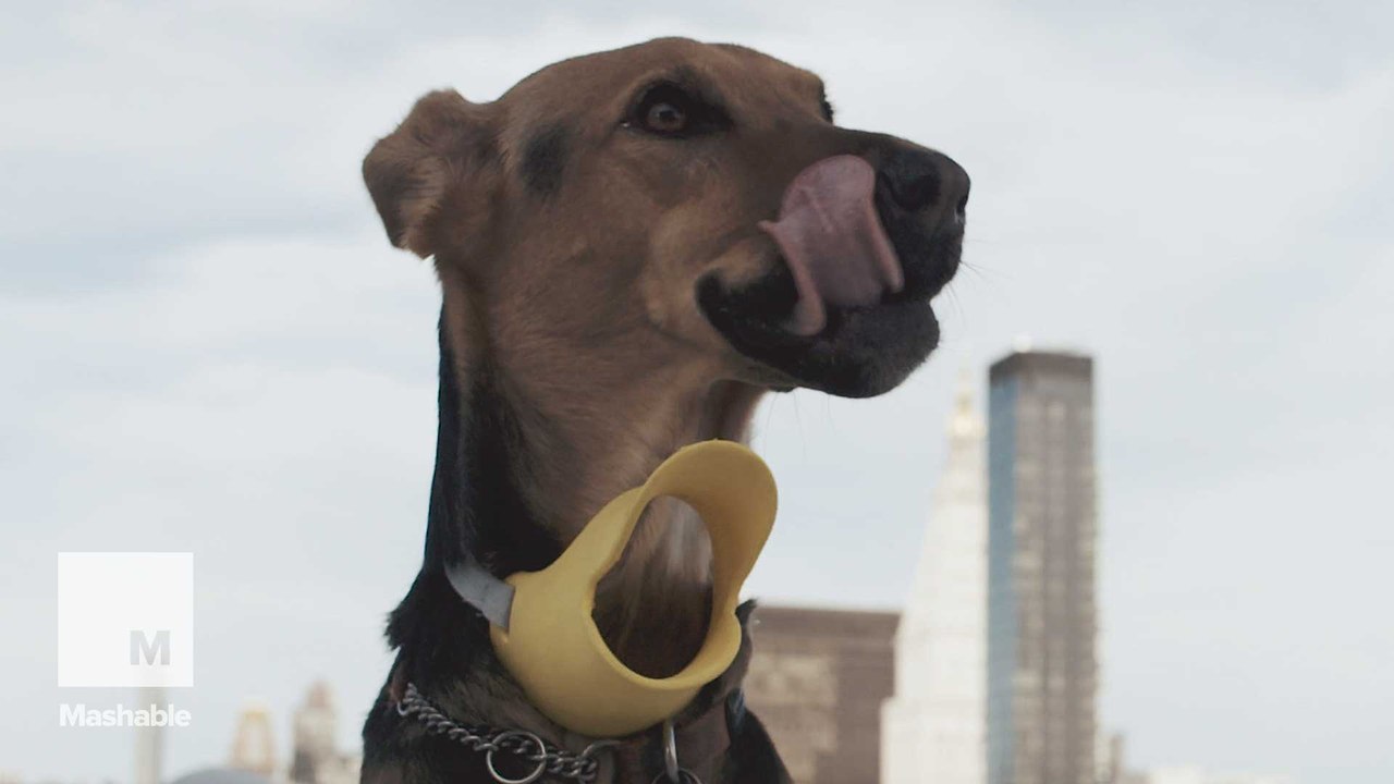 No one loves Halloween more than dogs wearing costumes, especially in slo-mo