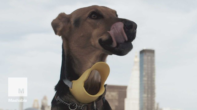 No one loves Halloween more than dogs wearing costumes, especially in slo-mo